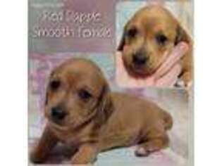 Dachshund Puppy for sale in Bend, OR, USA