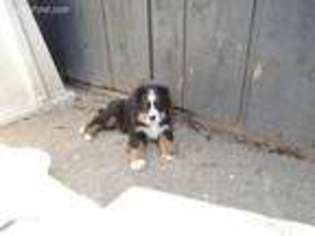 Bernese Mountain Dog Puppy for sale in Versailles, MO, USA