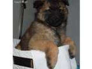 Belgian Tervuren Puppy for sale in Millersburg, IN, USA