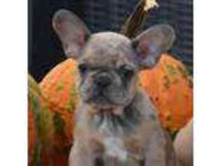 French Bulldog Puppy for sale in Archer, FL, USA
