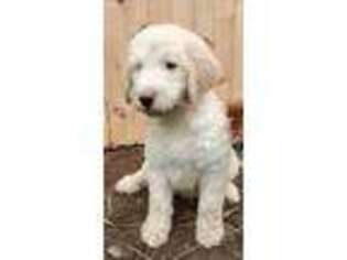 Goldendoodle Puppy for sale in Arlington, WA, USA