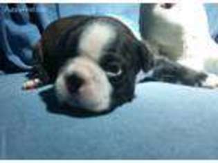 Boston Terrier Puppy for sale in Holly Ridge, NC, USA