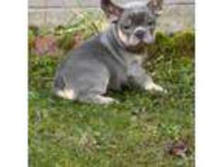 French Bulldog Puppy for sale in Sarcoxie, MO, USA