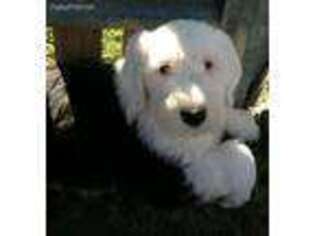 Old English Sheepdog Puppy for sale in Sutherlin, OR, USA