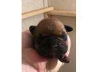 French Bulldog Puppy for sale in New Matamoras, OH, USA