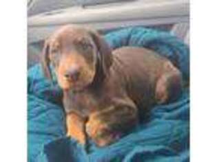 Doberman Pinscher Puppy for sale in Riverview, FL, USA