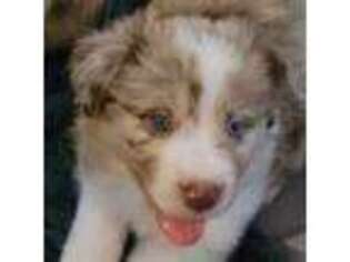 Border Collie Puppy for sale in Martinsville, VA, USA