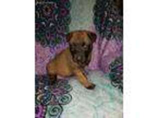 Belgian Malinois Puppy for sale in North Port, FL, USA