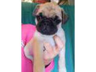 Pug Puppy for sale in Annapolis, MD, USA