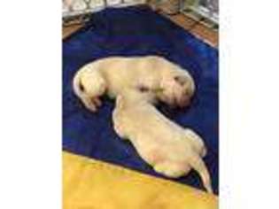 Labrador Retriever Puppy for sale in Danielson, CT, USA