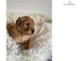 Goldendoodle Puppy for sale in Saint Joseph, MO, USA