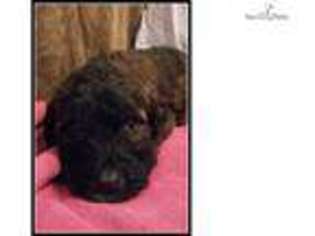Saint Berdoodle Puppy for sale in Portland, OR, USA