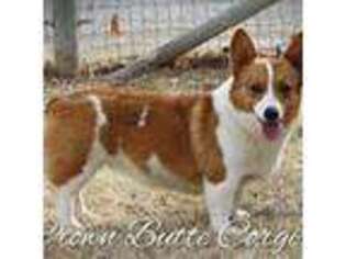 Pembroke Welsh Corgi Puppy for sale in Great Falls, MT, USA