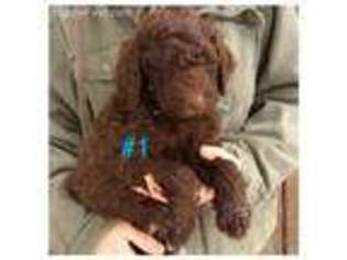 Goldendoodle Puppy for sale in Glenfield, NY, USA