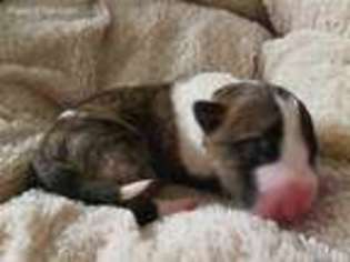 Bull Terrier Puppy for sale in Wauseon, OH, USA