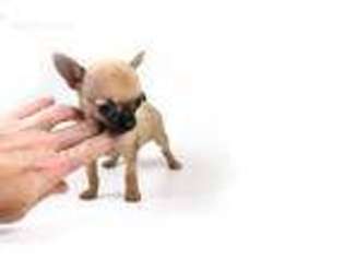 Chihuahua Puppy for sale in Corona, CA, USA