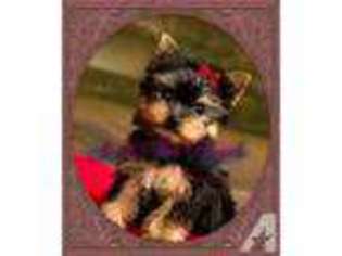 Yorkshire Terrier Puppy for sale in DORR, MI, USA