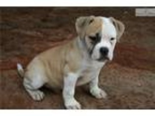American Bulldog Puppy for sale in Macon, GA, USA