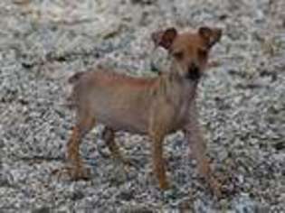Miniature Pinscher Puppy for sale in Paris, TX, USA