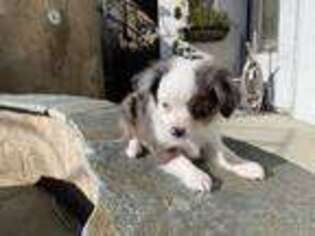Australian Shepherd Puppy for sale in Oceanside, CA, USA