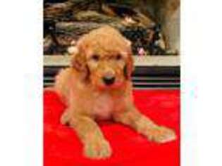 Goldendoodle Puppy for sale in Atlanta, GA, USA