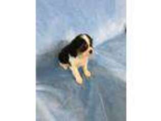 Cavalier King Charles Spaniel Puppy for sale in White Cloud, MI, USA
