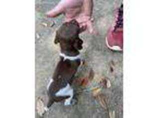 German Shorthaired Pointer Puppy for sale in Waller, TX, USA