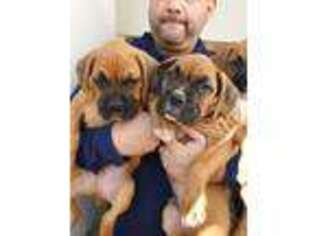 Boxer Puppy for sale in Salem, OR, USA