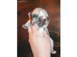 Pug Puppy for sale in Cleveland, OH, USA