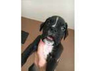 Boxer Puppy for sale in Valparaiso, IN, USA