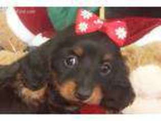Medium Photo #1 Dachshund Puppy For Sale in Safford, AZ, USA