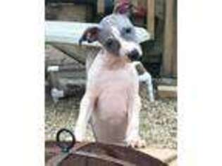 American Hairless Terrier Puppy for sale in Chicago, IL, USA