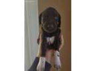 German Shorthaired Pointer Puppy for sale in Carmel, IN, USA