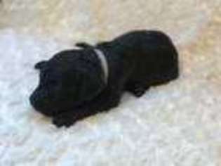 Mutt Puppy for sale in Broken Bow, OK, USA