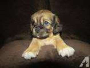 Puggle Puppy for sale in WHITEWATER, CA, USA