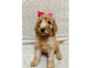 Labradoodle Puppy for sale in Wytheville, VA, USA