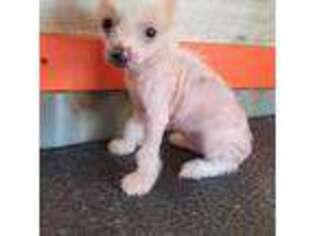 Chinese Crested Puppy for sale in San Antonio, TX, USA