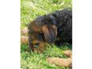 Airedale Terrier Puppy for sale in Eden, NC, USA