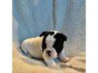 French Bulldog Puppy for sale in Pine Grove, CA, USA
