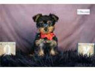 Yorkshire Terrier Puppy for sale in Fort Wayne, IN, USA