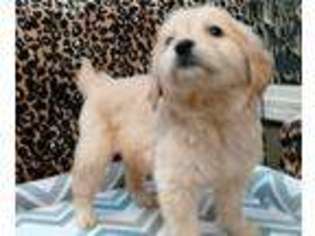 Golden Retriever Puppy for sale in Hartford, AL, USA