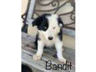 Border Collie Puppy for sale in Lamar, MO, USA