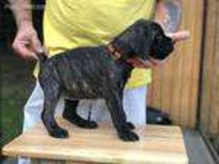 Cane Corso Puppy for sale in Holbrook, PA, USA