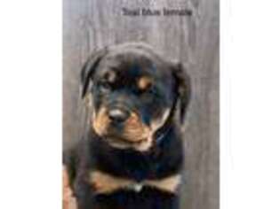 Rottweiler Puppy for sale in Plain City, OH, USA