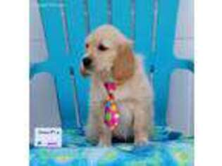 Golden Retriever Puppy for sale in Temecula, CA, USA