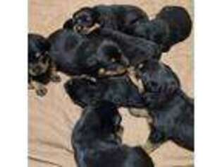 Rottweiler Puppy for sale in New Brighton, PA, USA