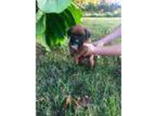 Boxer Puppy for sale in Sedalia, KY, USA