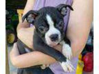 Boston Terrier Puppy for sale in Humboldt, TN, USA