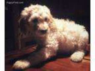 Goldendoodle Puppy for sale in Perkasie, PA, USA