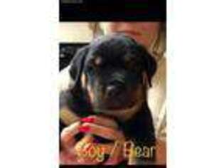Rottweiler Puppy for sale in Wimauma, FL, USA